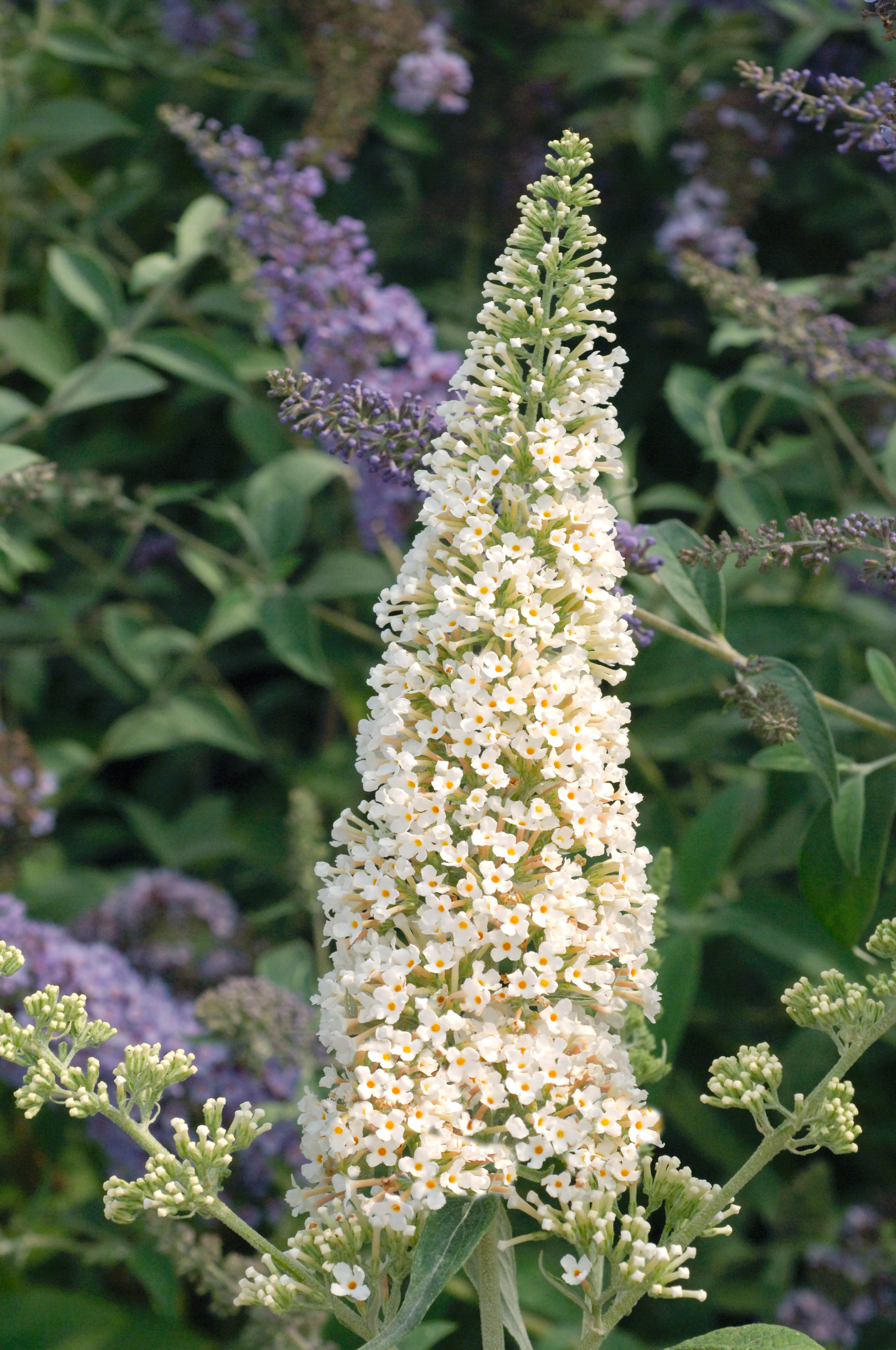 BUDDLEJA davidii ´Rêve de Papillon® White´