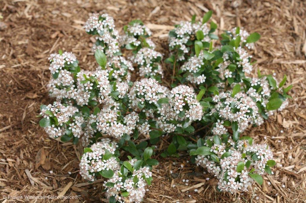 Aronia-melanocarpoa-Revontuli-Mound_5