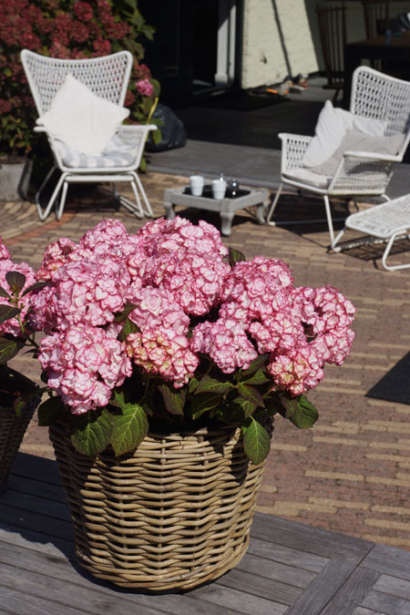 hymh202-Hydrangea-Miss-Saori-Container