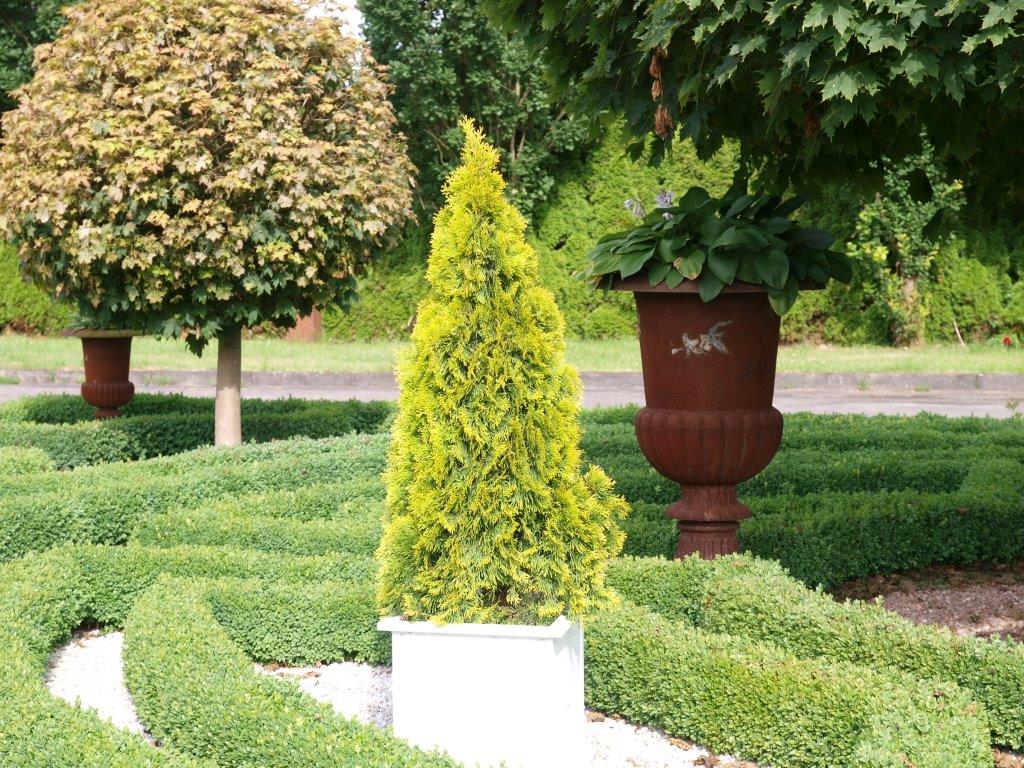 thuja-occidentalis-golden-smaragd-3