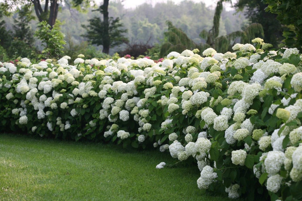 incrediball_hydrangea_in_the_landscape
