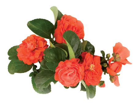 chaenomeles_speciosa_-orange_storm-_5