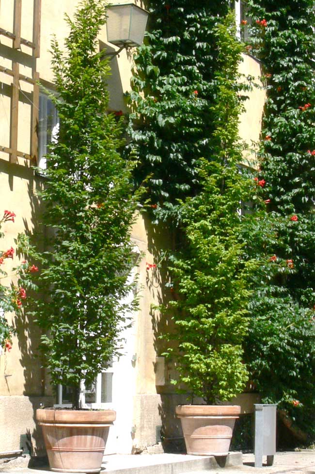 CARPINUS betulus ´Frans Fontaine´