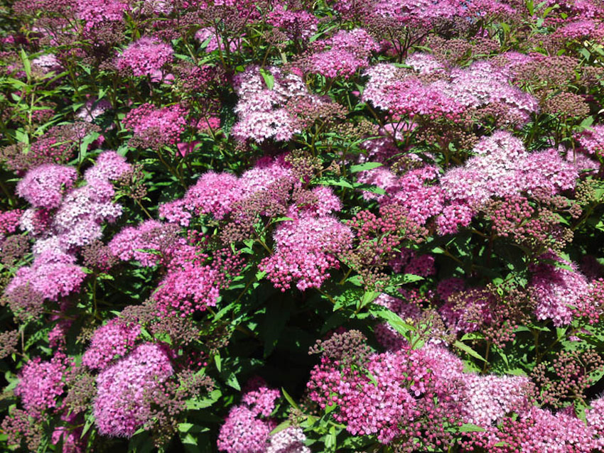 spiraea-japonica-anthony-waterer-3