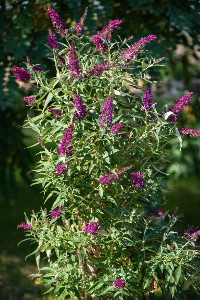 BUDDLEJA-Butterfly-Tower-3