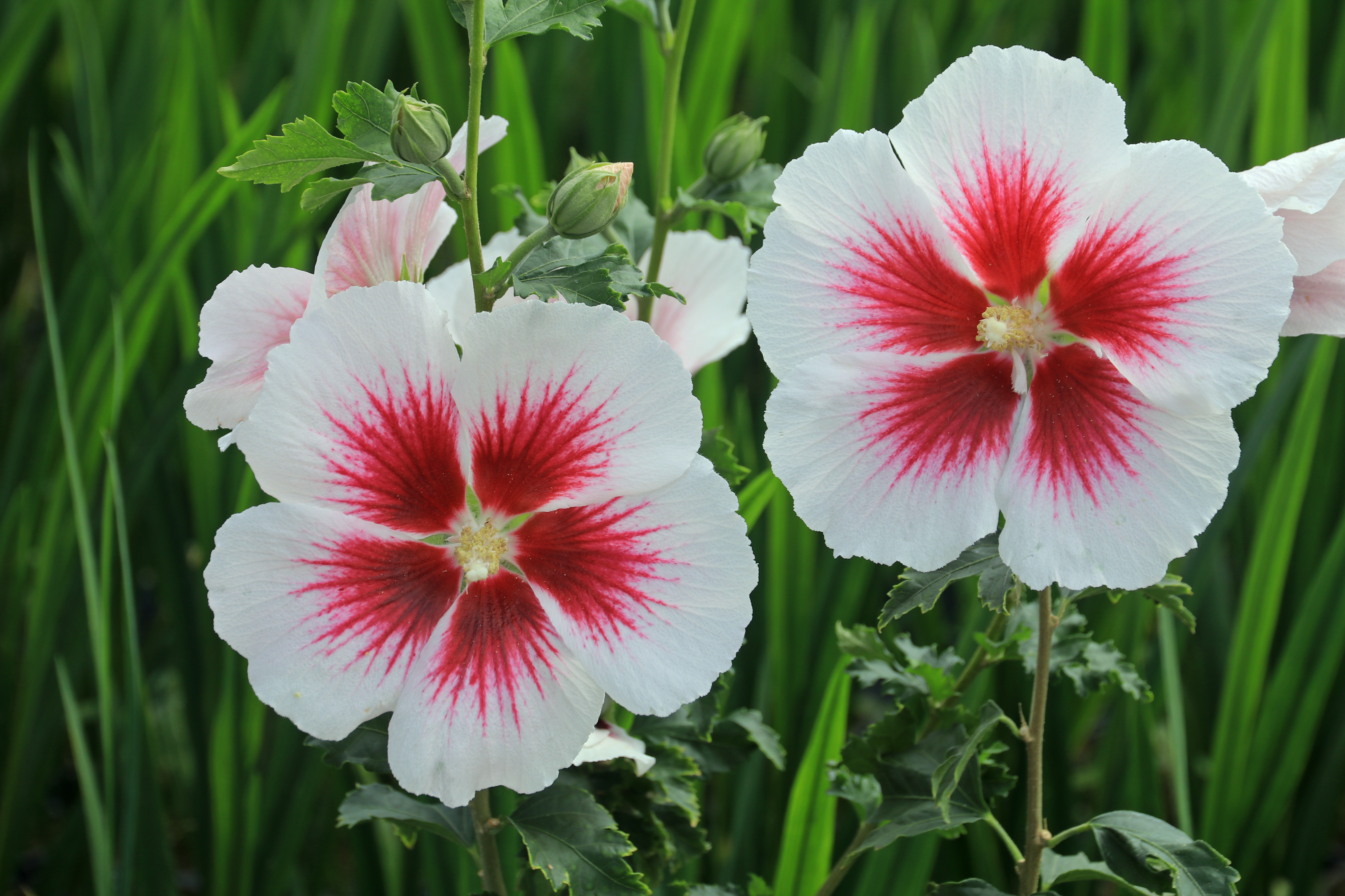 Hibiscus ´Walberton’s® Lunar® Flare´ (´WALHIFLAR´)Ⓢ