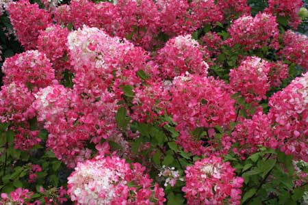 hydrangea-paniculata-diamant-rouge_8