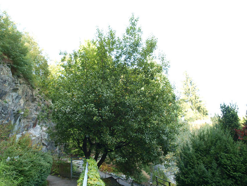 SALIX caprea