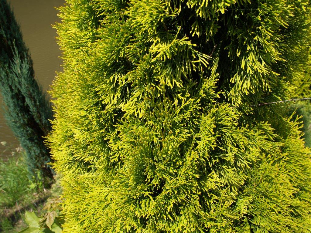 thuja-occidentalis-golden-smaragd-12