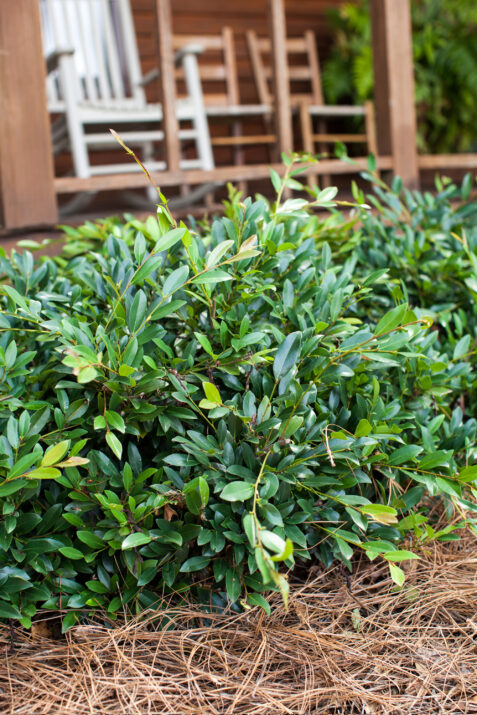 Distylium-First-Editions-Vintage-Jade-3