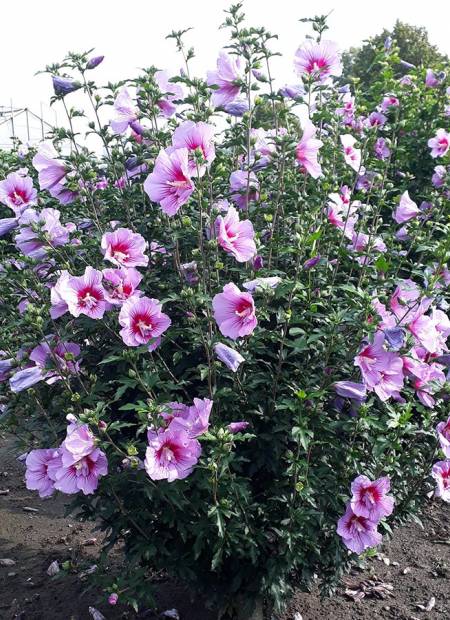 B-Twist-Lavender