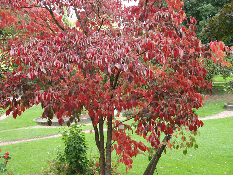 Eastern Flowering Dogwood, White Dogwood 