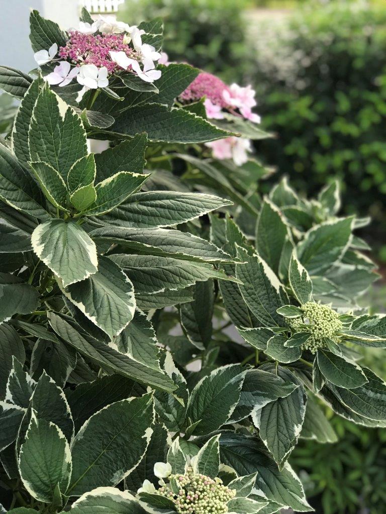 HYDRANGEA-macrophylla-Light-O-Day-23