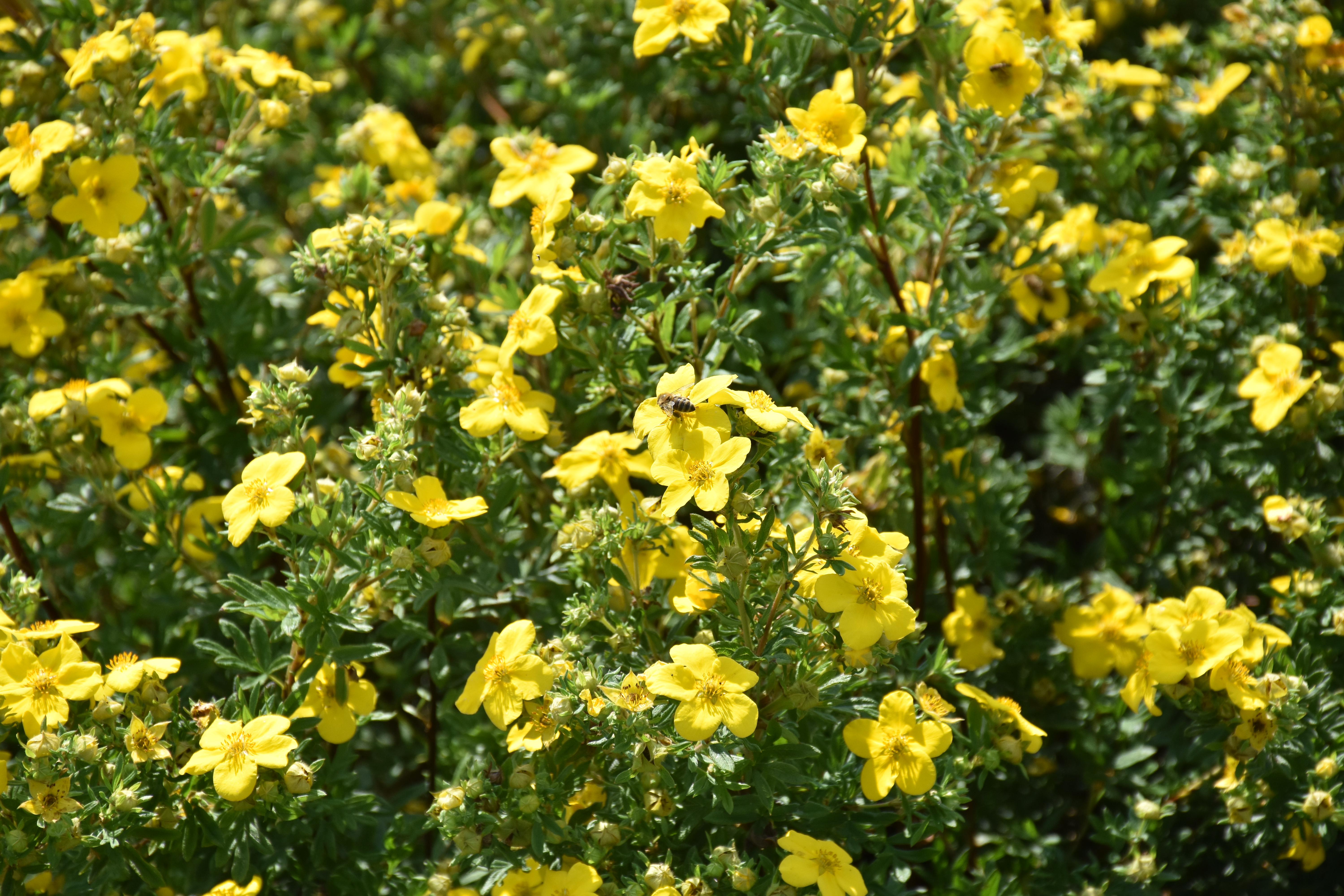 POTENTILLA fruticosa ´Goldfinger´
