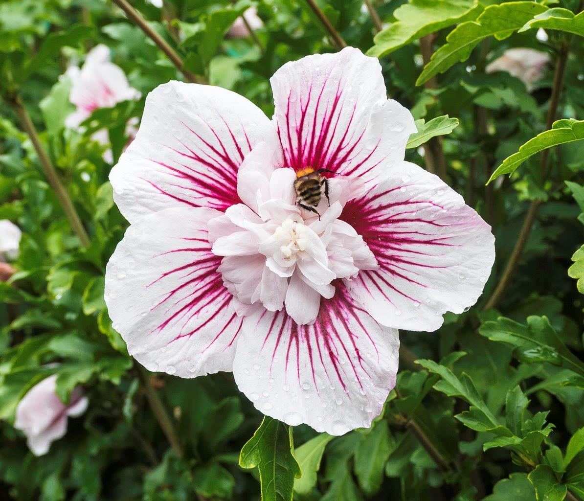 Hibiscus-syriacus-Starburst-Chiffon-8