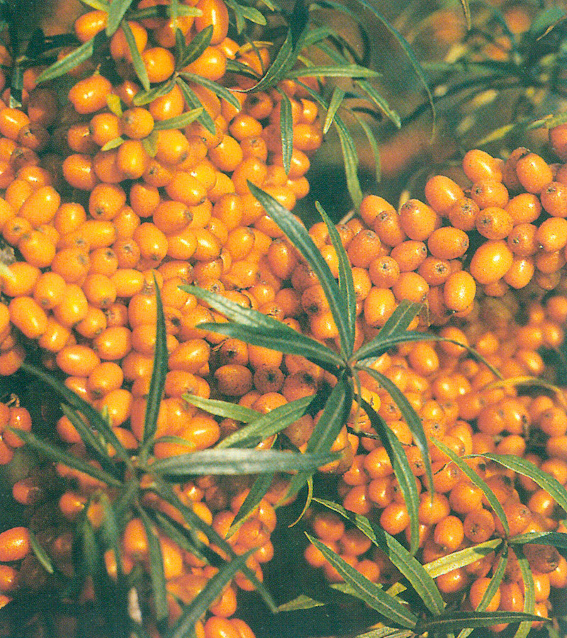 hippophae-rhamnoides-askola-353b12e113a9f0 Sanddorn Pflanze in volle Blüte