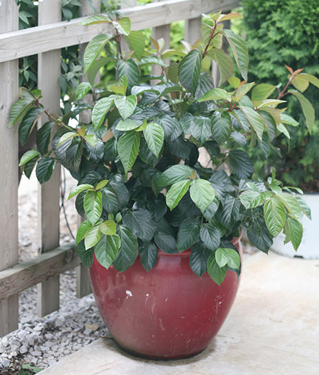 Viburnum-Shiny-Dancer45ec00809e3d59