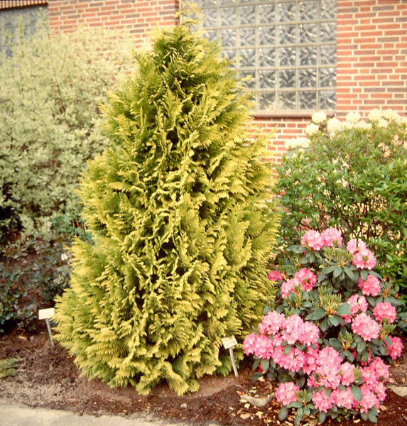 CHAMAECYPARIS lawsoniana ´Golden Wonder´