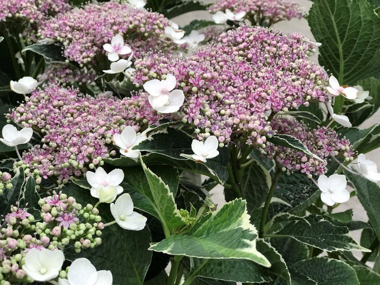 HYDRANGEA-macrophylla-Light-O-Day-6
