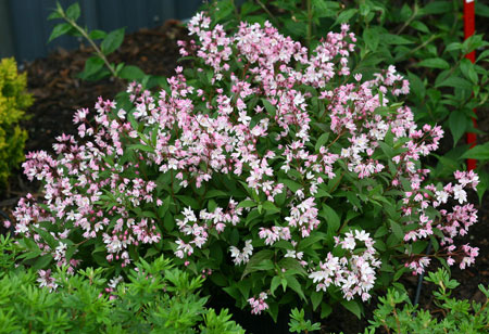 yuki_cherry_blossom_deutzia_-9950