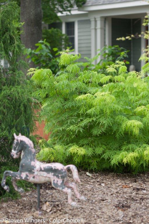 lemony_lace_sambucus_house