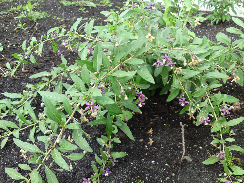 lycium-barbarum-sweet-lifeberry-7