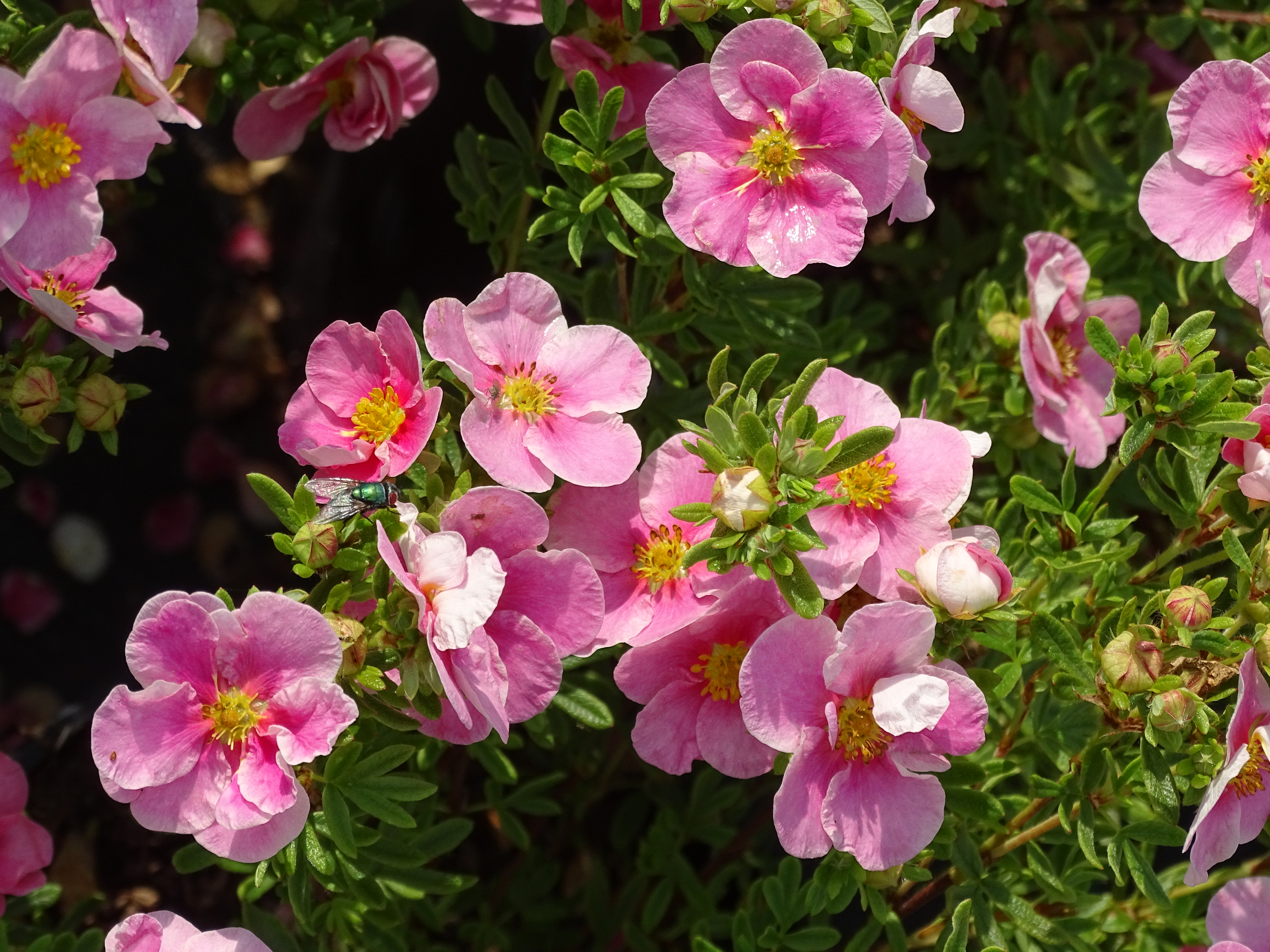 POTENTILLA fruticosa ´Bella Rosa´ (´Hachrosa´)Ⓢ
