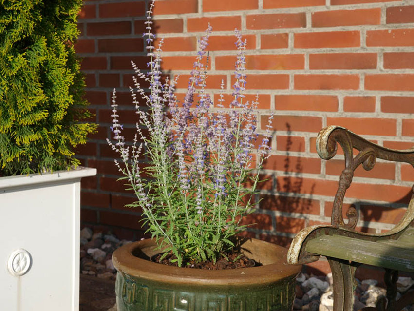 perovskia-atriplicifolia-lacey-blue-17