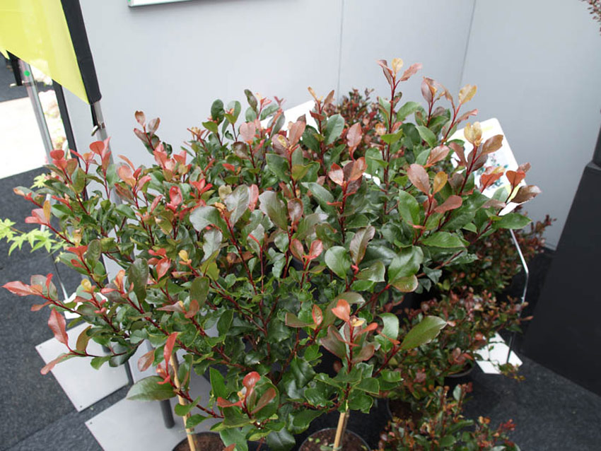 photinia-fraseri-little-red-robin-2