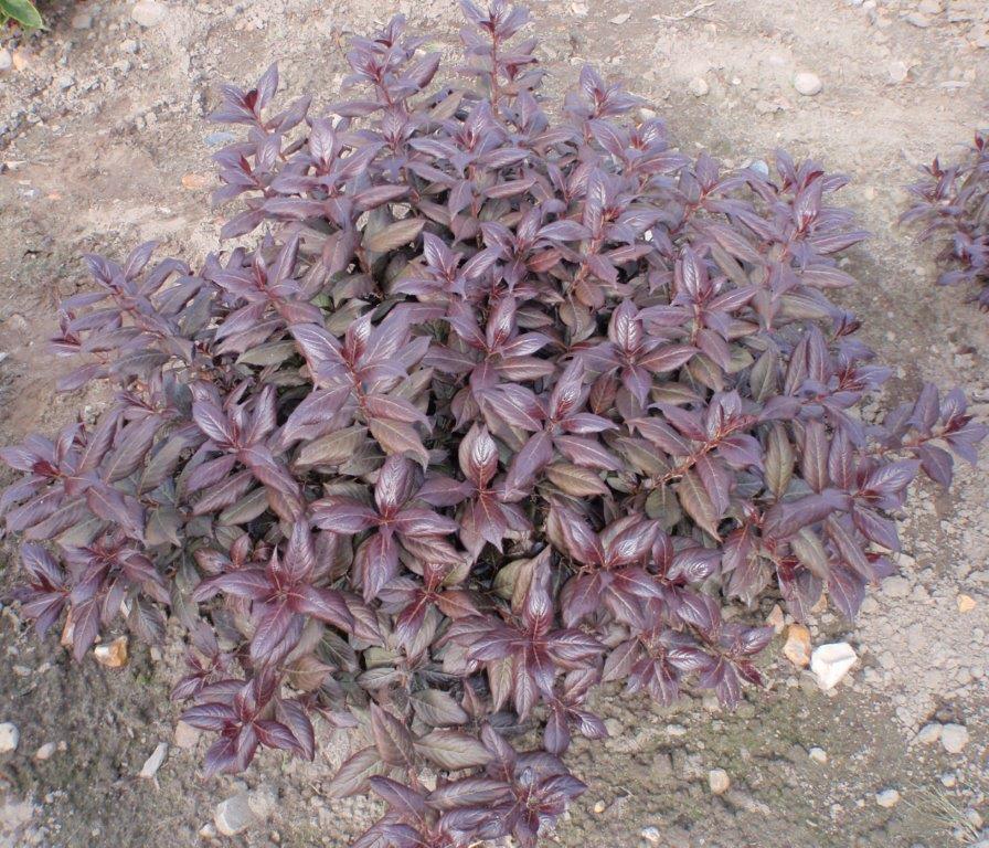 WEIGELA-florida-Minor-Black-4