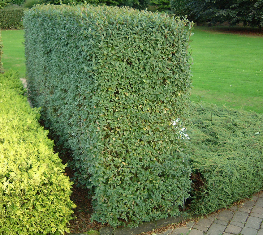 ligustrum-vulgare-atrovirens1