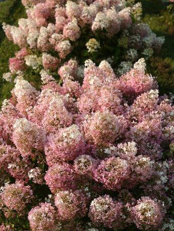 Hydrangea-paniculata-Bobo-4