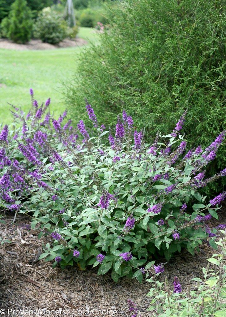 buddleja-blue-chip-jr-4