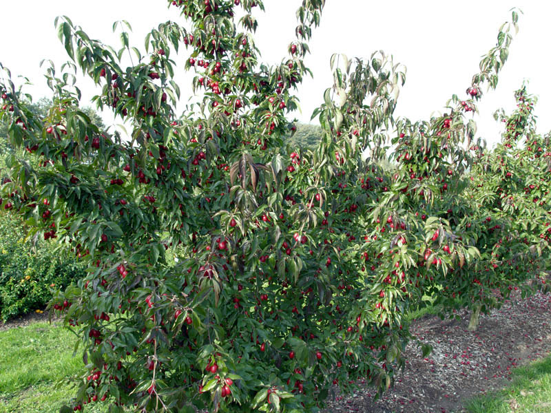 cornus-mas-jolico