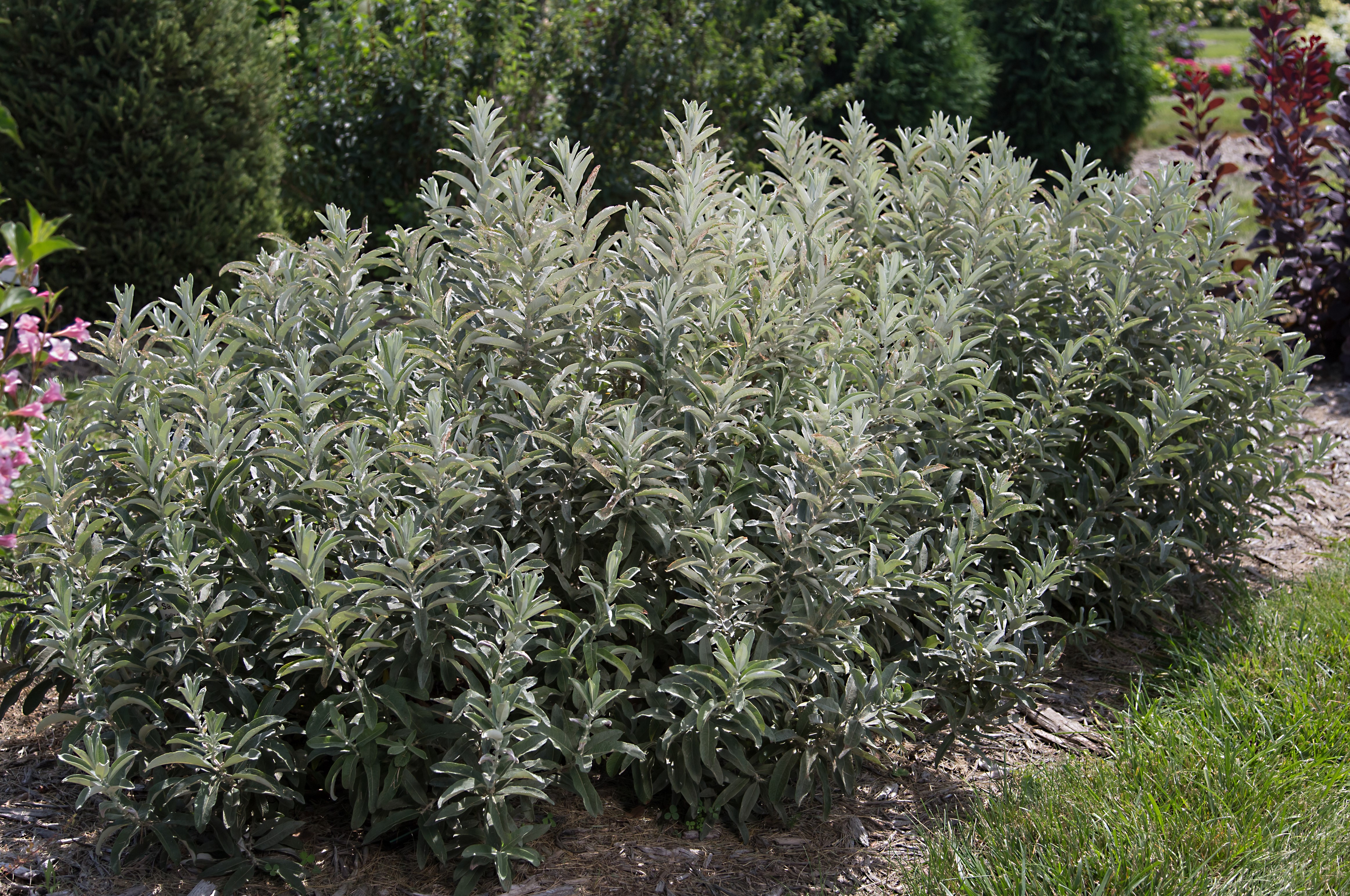 Salix candida ´Iceberg Alley´® (´JEFBERG´)