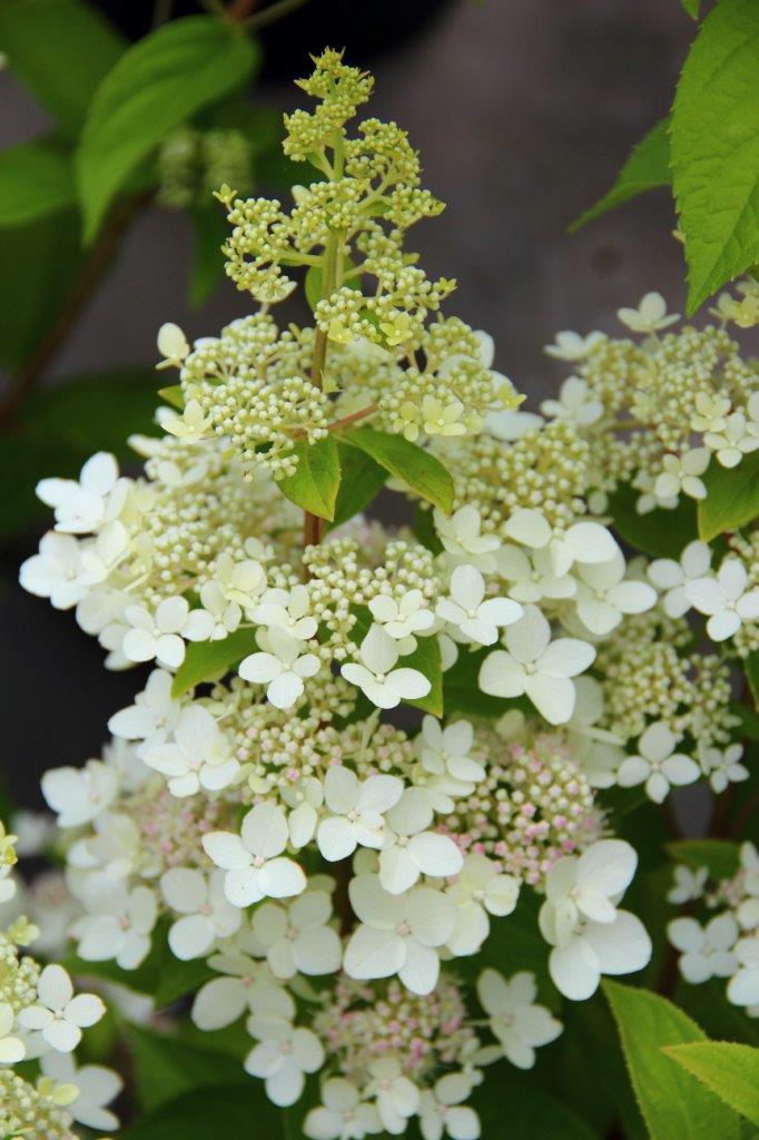 Hydrangea-paniculata-Confetti-7