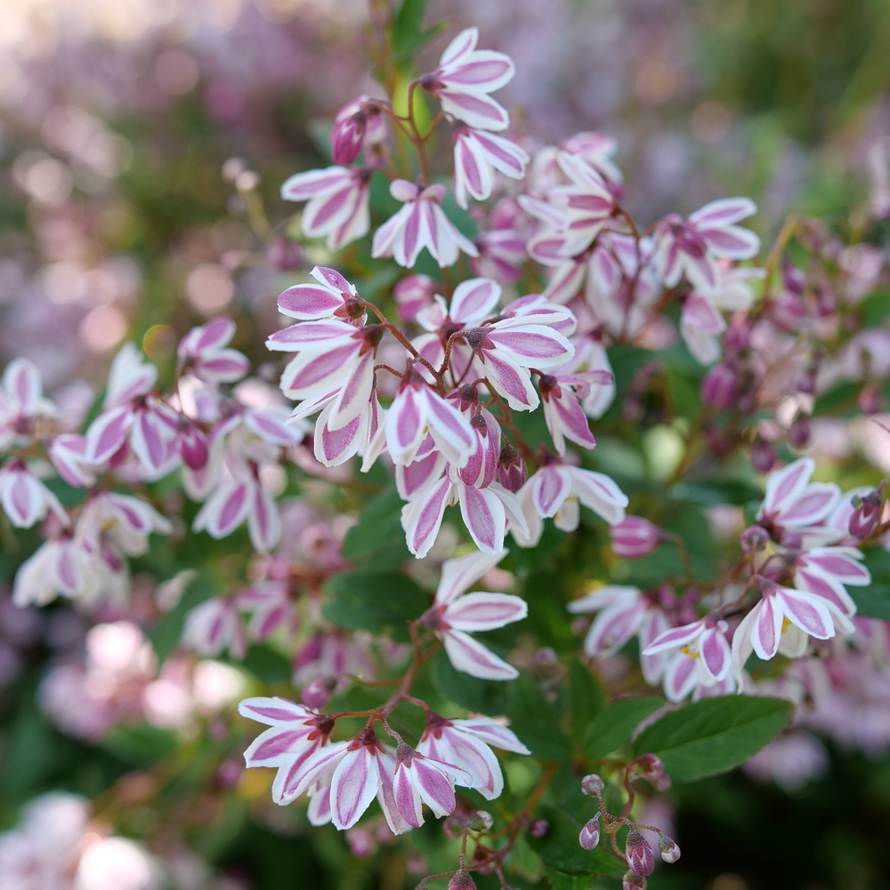 Deutzia ´Yuki Kabuki´® (´NCDX3´)Ⓢ