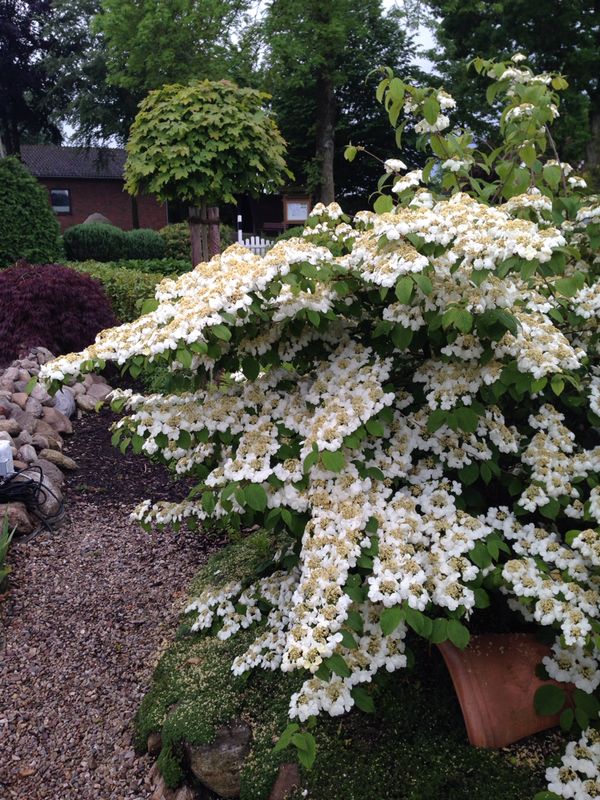 VIBURNUM plicatum ´Mariesii´ (= tomentosum ´Mariesii´)