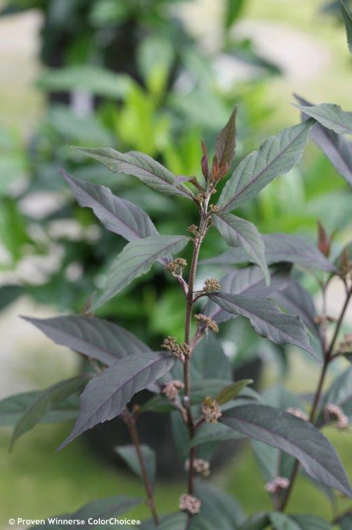 pearl_glam_callicarpa_beauty_berry_foliage_purple