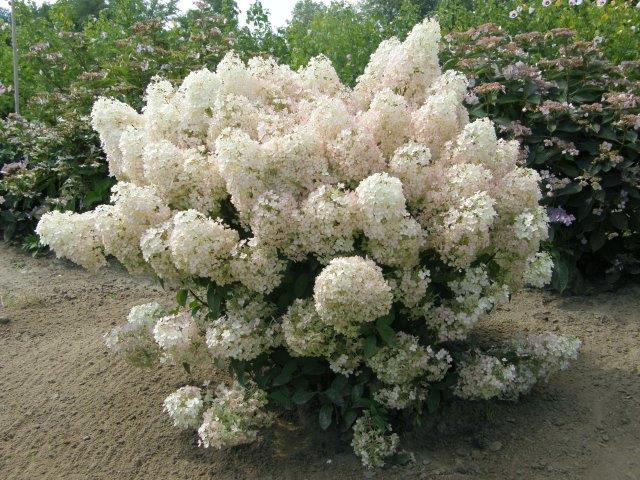 HYDRANGEA-paniculata-Bobo-13