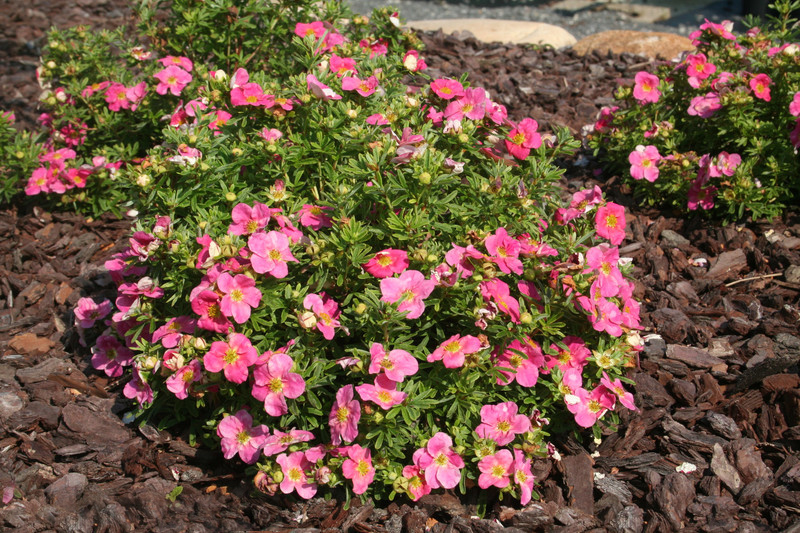 Potentilla-fruticos-belissima5bdb0ea903a26