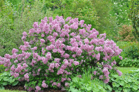 syringa-meyeri-lillifee-75787654ce9ff4
