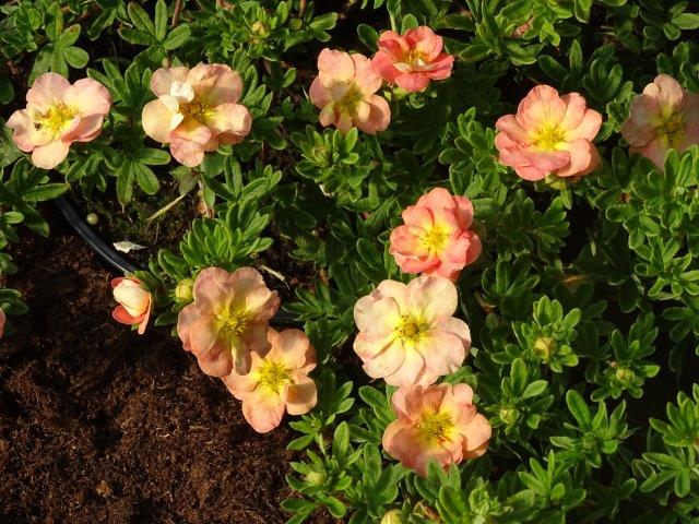 Potentilla-Bella-Apple