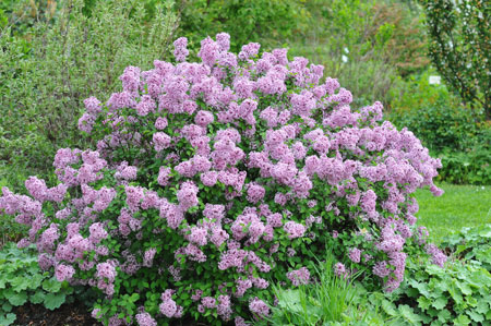 syringa-meyeri-lillifee-3