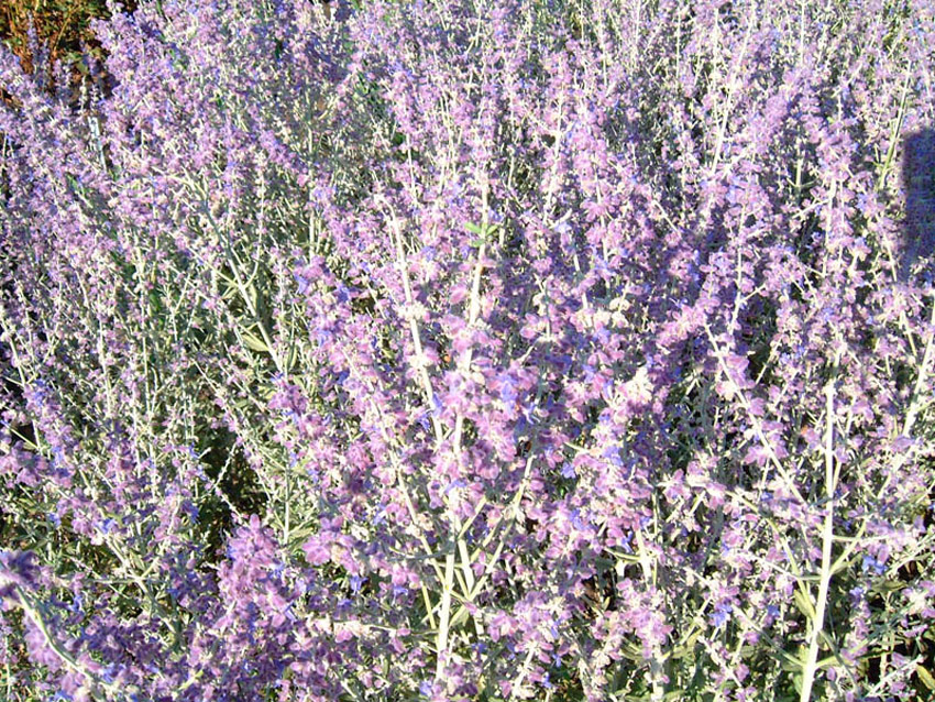 perovskia-atriplicifolia-little-spire-2
