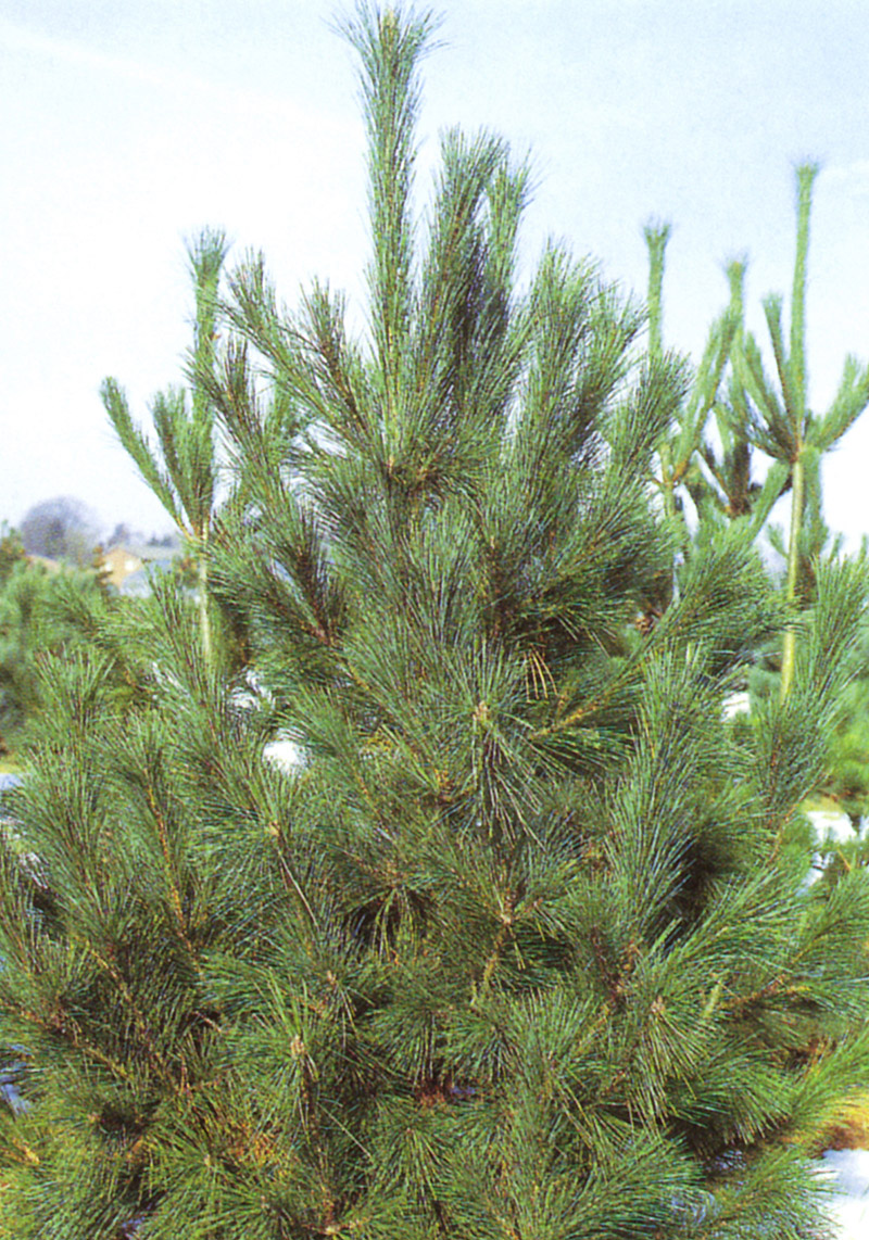 Macedonian Pine 
