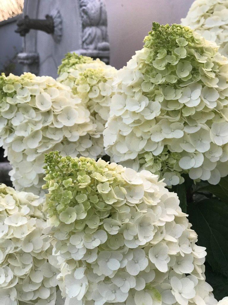 HYDRANGEA-paniculata-Magical-Mont-Blanc-15