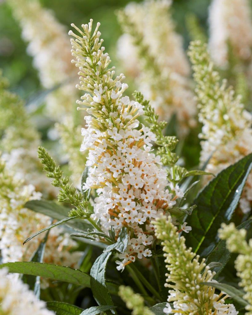 Buddleja-Butterfly-Candy-Little-White_visi198587