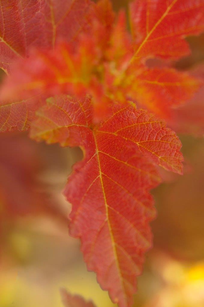 PHYSOCARPUS-opulifolius-Amber-Jubilee-9