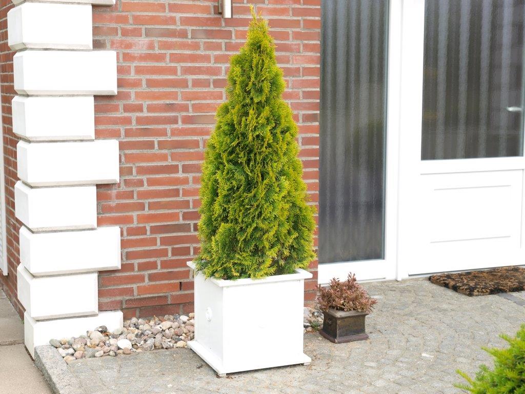 thuja-occidentalis-golden-smaragd-2